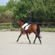 Anden særlig race LUCKY DESTINY