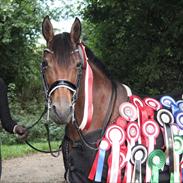 Anden særlig race LUCKY DESTINY