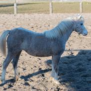 Welsh Mountain (sec A) Hulda mystic bella-rose