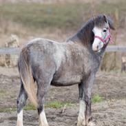 Welsh Mountain (sec A) Hulda Lady Rhaenyra