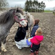 Welsh Mountain (sec A) Hulda Lady Rhaenyra