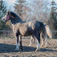 Welsh Mountain (sec A) Hulda Lady Rhaenyra