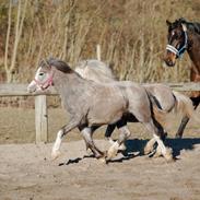 Welsh Mountain (sec A) Hulda Lady Rhaenyra
