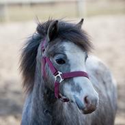 Welsh Mountain (sec A) Hulda Lady Rhaenyra