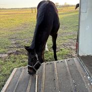 Dansk Varmblod Gørklintgårds Bikini
