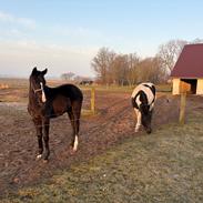 Dansk Varmblod Gørklintgårds Bikini