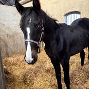 Dansk Varmblod Gørklintgårds Bikini
