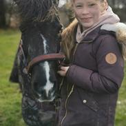 Pinto Dixie ( RIP d 23/2-24)