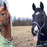 Anden særlig race Starlight (Part)