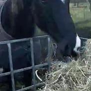 Anden særlig race Starlight (Part)