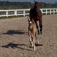 Dansk Varmblod Maserati