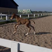 Dansk Varmblod Maserati