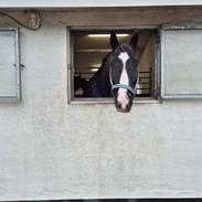 Dansk Varmblod Lero-Qvist