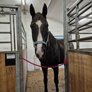 Dansk Varmblod Lero-Qvist