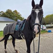 Dansk Varmblod Lero-Qvist