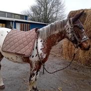 Knabstrupper Sartors Genesis