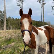 Anden særlig race Hope Silverstar