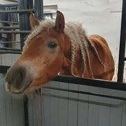 Haflinger Elbækgaards Nova Mio