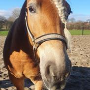 Haflinger Elbækgaards Nova Mio