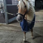 Haflinger Elbækgaards Nova Mio