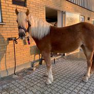 Haflinger Elbækgaards Nova Mio