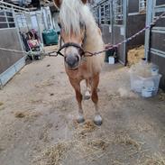 Haflinger Elbækgaards Nova Mio