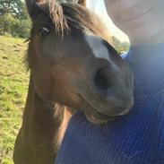 Welsh Mountain (sec A) Callunas Lucky Luke | Fighter | [Hjemvendt]