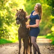 Welsh Mountain (sec A) Callunas Lucky Luke | Fighter | [Hjemvendt]