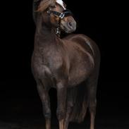 Welsh Mountain (sec A) Callunas Lucky Luke | Fighter | [Hjemvendt]