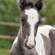 Tinker Lindebergs blooming dream