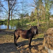 Dartmoor Queen of hearts 