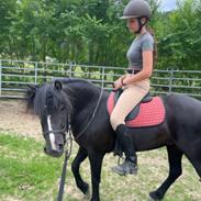 Dartmoor Queen of hearts 