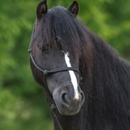 Dartmoor Queen of hearts 