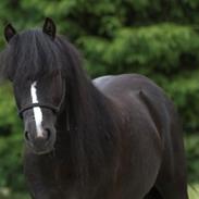 Dartmoor Queen of hearts 