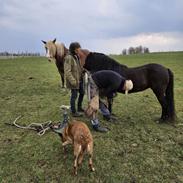 Dartmoor Queen of hearts 