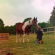 Anden særlig race TINO