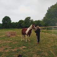 Anden særlig race TINO