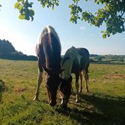 Anden særlig race TINO