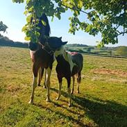 Anden særlig race TINO