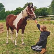 Anden særlig race TINO