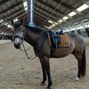 Palomino Moelleaaens Fürstengold