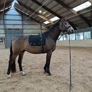 Palomino Moelleaaens Fürstengold