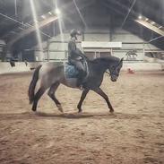 Palomino Moelleaaens Fürstengold