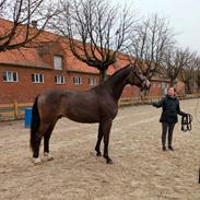 Palomino Moelleaaens Fürstengold