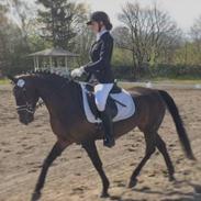 DSP Bæklunds Matine <3