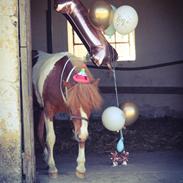 Anden særlig race Kofoeds Hidalgo O.C