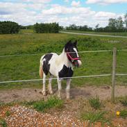 Irish Cob Stald Dalby's Miley Montana