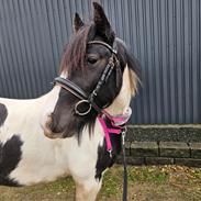 Irish Cob Stald Dalby's Miley Montana