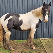 Irish Cob Stald Dalby's Miley Montana
