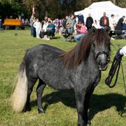 Shetlænder Thorshøj's kalk